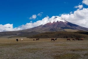 Vanuit Quito: Cotopaxi en Baños Tour in één dag - alles inclusief