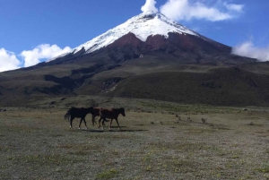 Fra Quito: Cotopaxi- og Baños-tur på én dag - alt inkluderet