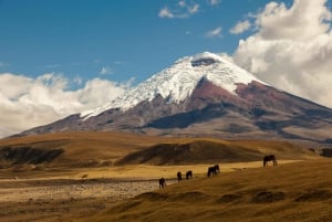 Fra Quito: Privat tur til Cotopaxi med vandretur og frokost