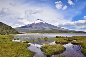 Fra Quito: Tur til vulkanen Cotopaxi og lagunen Limpiopungo