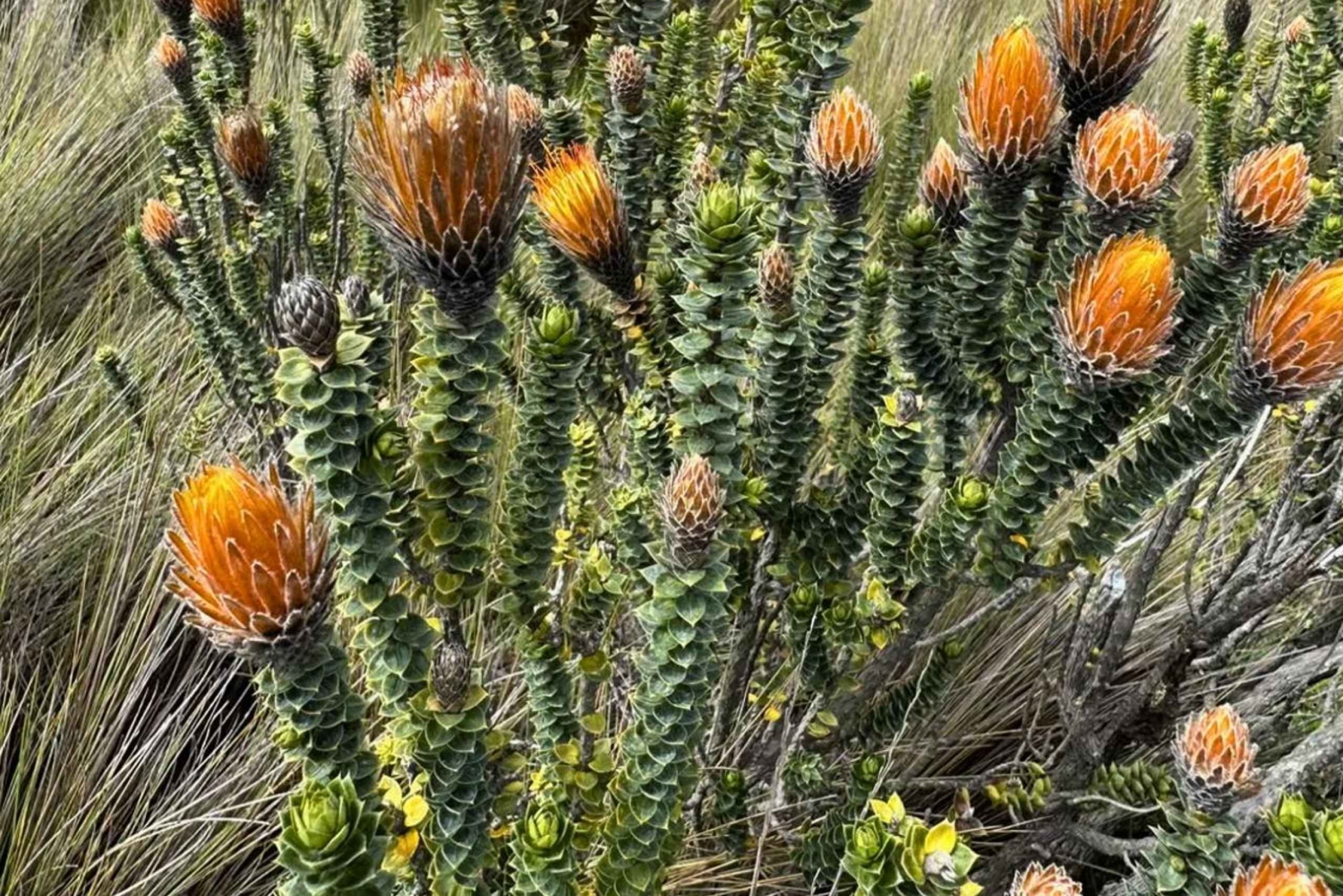 من كيتو جولة بركان كوتوباكسي