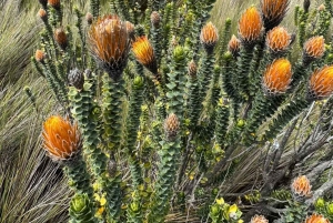 من كيتو جولة بركان كوتوباكسي