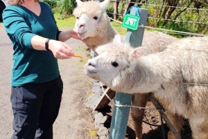 من كيتو جولة بركان كوتوباكسي