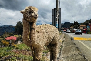 Quitosta: Quilotoa ja Baños lipuilla varustettuna
