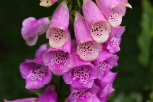 From Quito: Full-Day Papallacta Tour