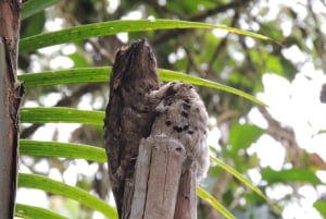 From Quito: Guided Day Trip to the Mindo Cloud Forest