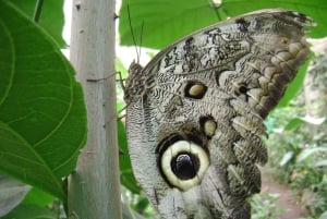 Desde Quito: Excursión de un día con guía al Bosque Nublado de Mindo