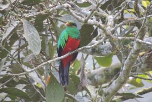 Desde Quito: Excursión de un día con guía al Bosque Nublado de Mindo
