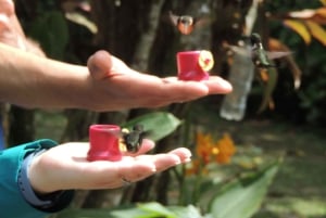 Desde Quito: Excursión de un día con guía al Bosque Nublado de Mindo