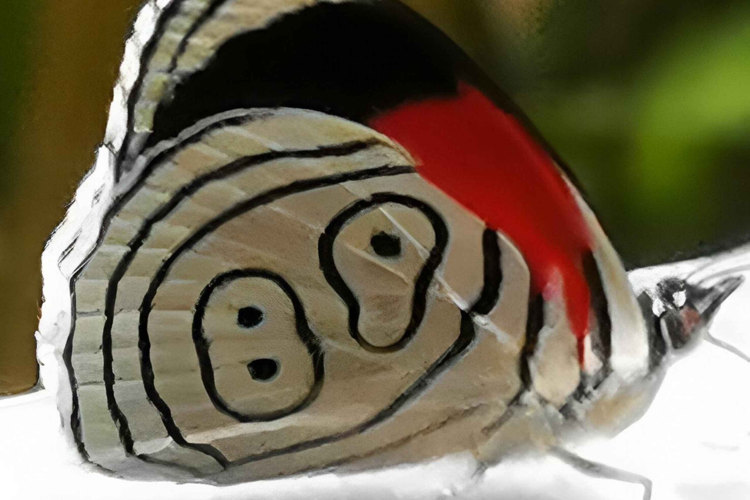 VON QUITO-Mindo Nebelwald & Calacali Mitte der Welt