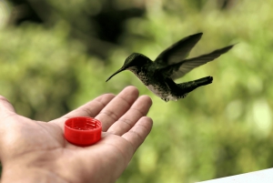 من كيتو جولة في غابة ميندو السحابية ليوم كامل