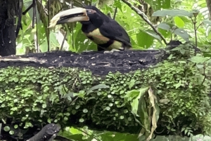 من كيتو جولة في غابة ميندو السحابية ليوم كامل