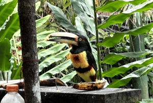 من كيتو جولة في غابة ميندو السحابية ليوم كامل