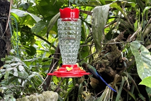 من كيتو جولة في غابة ميندو السحابية ليوم كامل