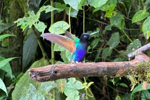 Från Quito: Utflykt i Mindos molnskog - lunch ingår