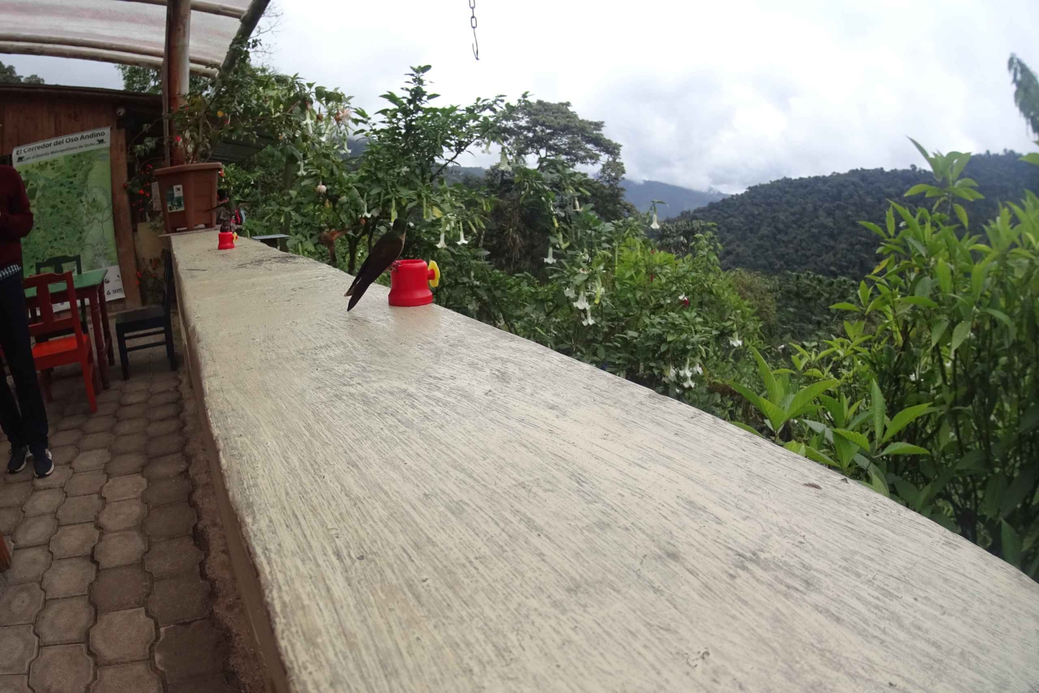 From Quito: Mindo Trekking & Wildlife Guided Day Trip