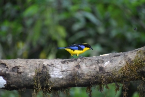 From Quito: Mindo Trekking & Wildlife Guided Day Trip