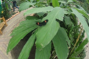 From Quito: Mindo Trekking & Wildlife Guided Day Trip