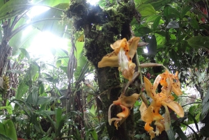 From Quito: Mindo Trekking & Wildlife Guided Day Trip