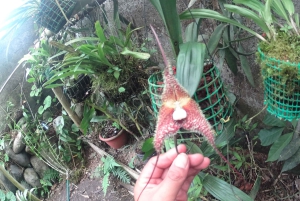 From Quito: Mindo Trekking & Wildlife Guided Day Trip