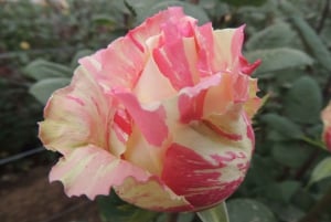 Från Quito: Otavalo Indian Market och Rose Farm delad tur