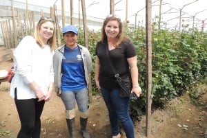 Från Quito: Otavalo Indian Market och Rose Farm delad tur