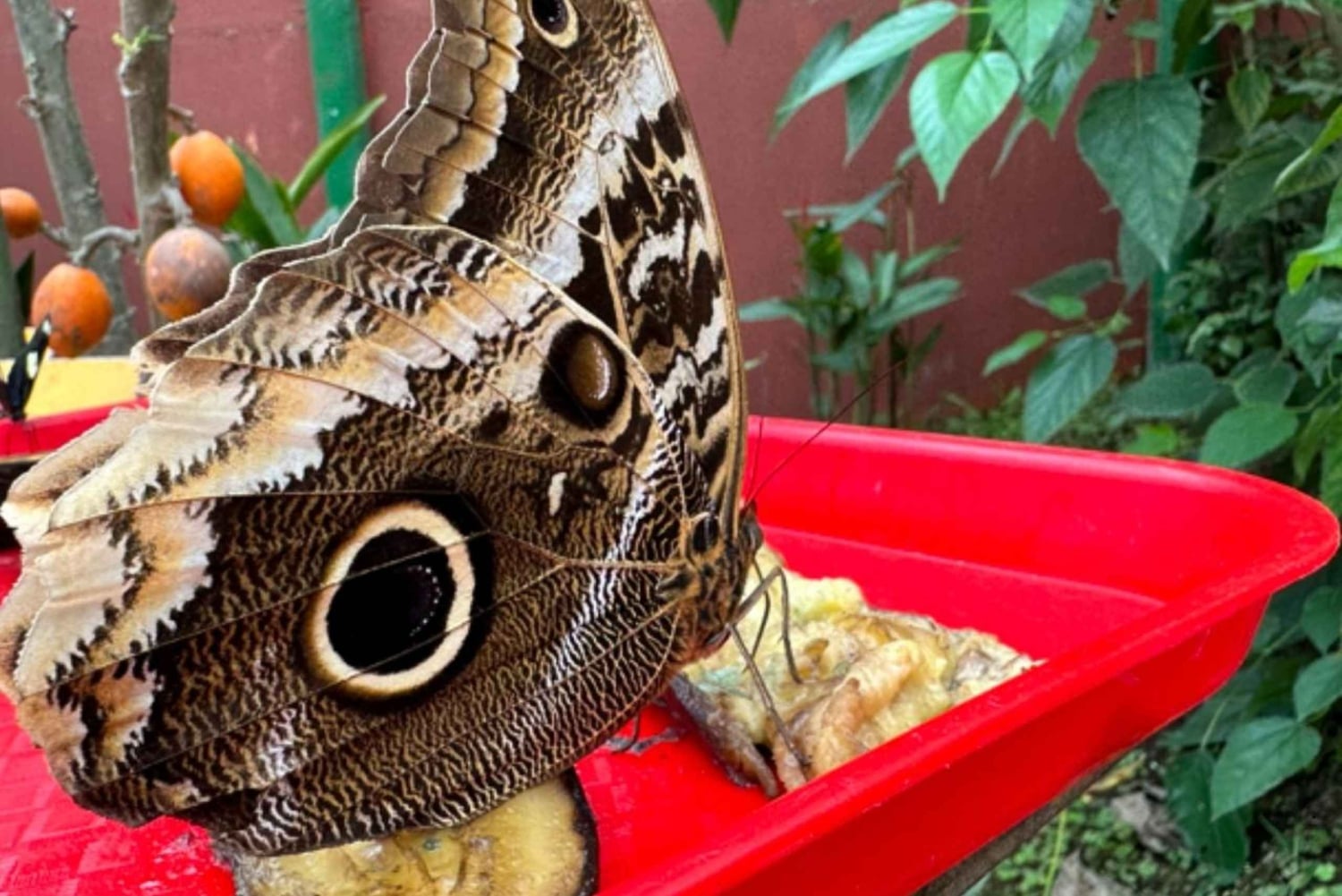 From Quito to Mindo: Cloud forest and waterfalls in 1 day.