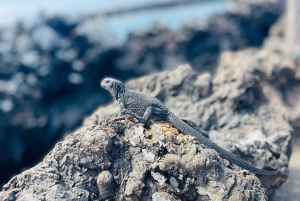 Fra Santa Cruz: 2-dages Isabela Island-tur med vulkanvandring