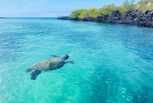 Fra Santa Cruz: 2-dages Isabela Island-tur med vulkanvandring