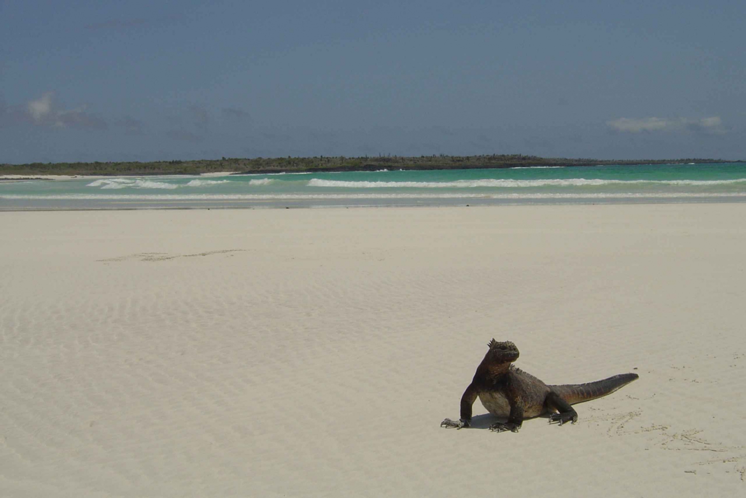 From Santa Cruz: Galapagos, Excursion to Tortuga & Tour