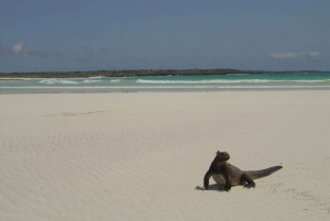 Fra Santa Cruz: Galapagos, utflukt til Tortuga og tur
