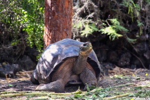 From Seymour: 4-Day Galápagos Islands Tour with Hotel & Food