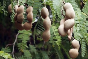 تذوق الفاكهة مع أكثر من 15 نكهة غريبة في كيتو، الإكوادور