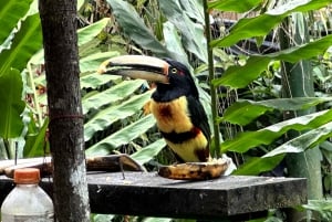 From Quito to Mindo: Cloud forest and waterfalls in 1 day.