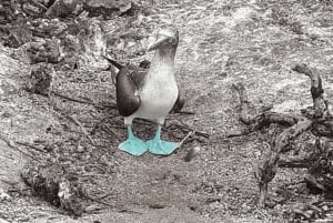 Dagvullende tour door lavatunnels vanaf het eiland Isabela