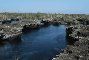 Dagvullende tour door lavatunnels vanaf het eiland Isabela