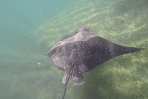 Dagvullende tour door lavatunnels vanaf het eiland Isabela
