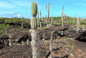 Dagvullende tour door lavatunnels vanaf het eiland Isabela