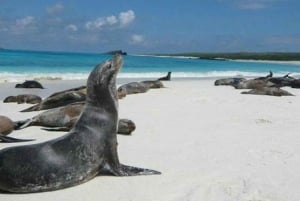 Heldagstur till Leon Dormido och Lobos Island