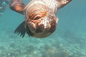 Hele dag Pinzon Island, eindigend in la Fe met snorkelen