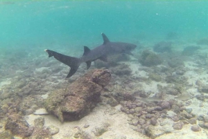 Heldag på Pinzon Island, avslutning i la Fe med snorkling