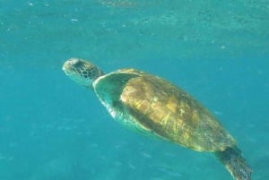 Hele dag Pinzon Island, eindigend in la Fe met snorkelen