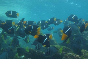 Journée entière sur l'île de Pinzon, finissant à La Fe avec plongée en apnée