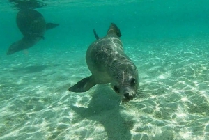 Full Day Pinzon Island, Finishing in la Fe with Snorkeling