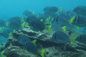 Full Day Pinzon Island, Finishing in la Fe with Snorkeling