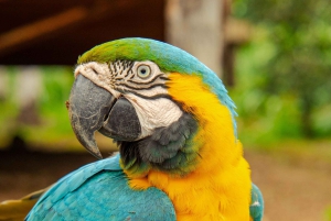 جولة خاصة لمدة يوم كامل في الأمازون