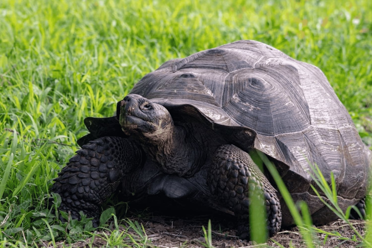 Heldag Seymour North Island & Las Bachas