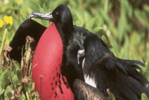 Heldag Seymour North Island & Las Bachas