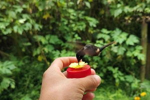 Excursão de dia inteiro em Mindo com tudo incluído, com transporte saindo de Quito.