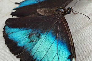 Excursão de dia inteiro em Mindo com tudo incluído, com transporte saindo de Quito.